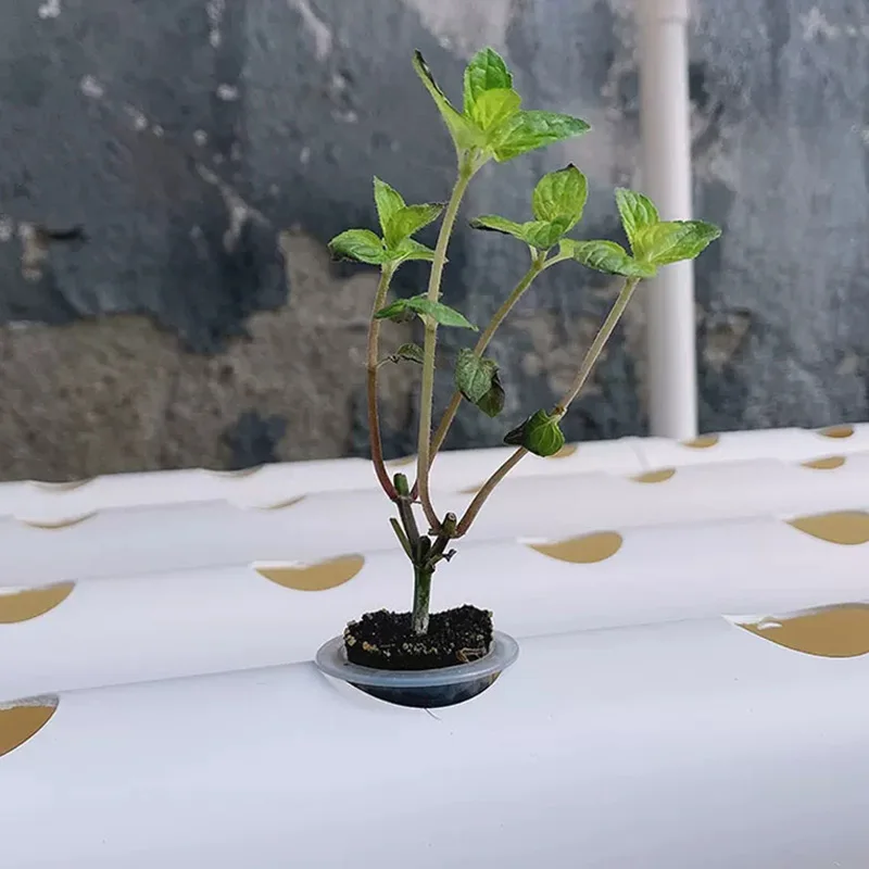 Soilless Growing System Kit, P - Hydroponic Kit 评论和价格