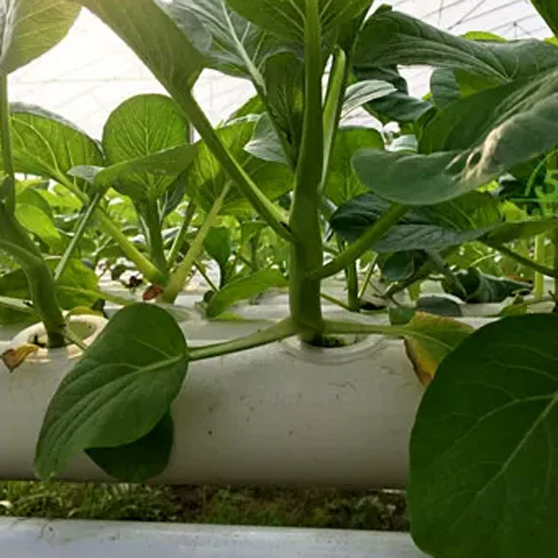 Soilless Growing System Kit, P - Hydroponic Kit 评论和价格