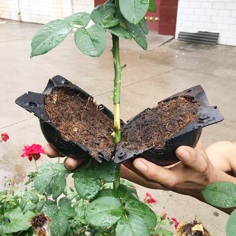 Plant Rooting Ball Propagation - Seed Starter Tray 评论和价格