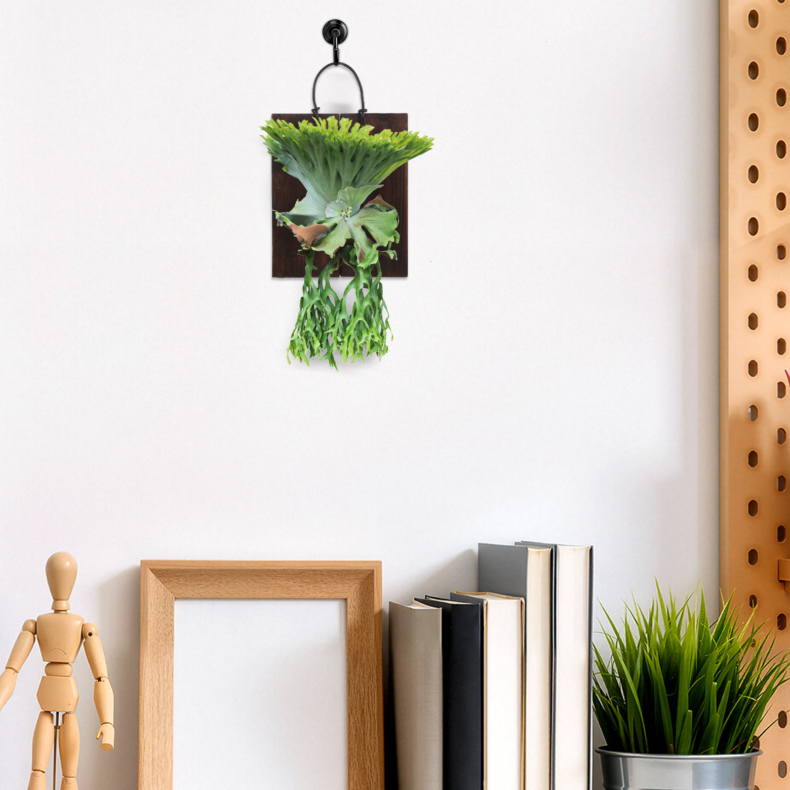 Staghorn Fern Mounting Board V - Vertical Planter 评论和价格